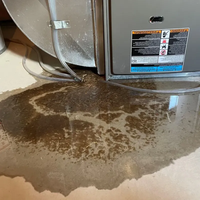Pipe Burst and Leak Restoration in New Port Richey East, FL
